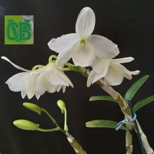 Dendrobium nobile albo