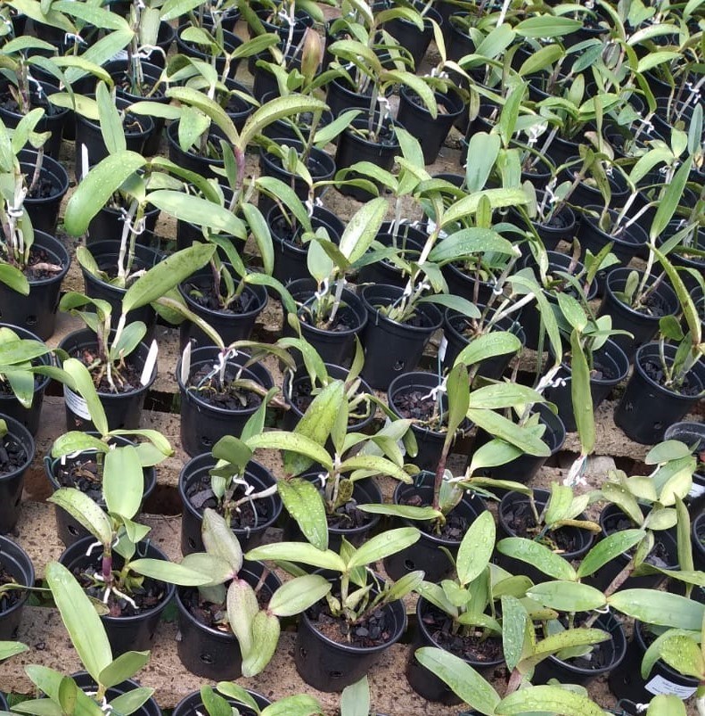 Cattleya amethystoglossa (tipo x multiflora)