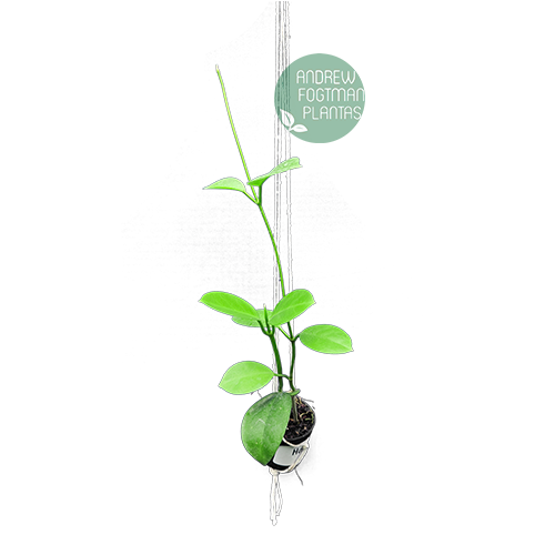 Flor de cera Hoya australis muda enraizada no pote nº 6