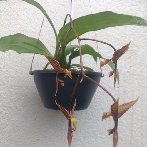 Orquídea Gongora bufonia