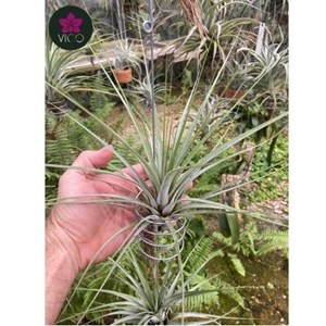 Tillandsia Fasciculata Densispica