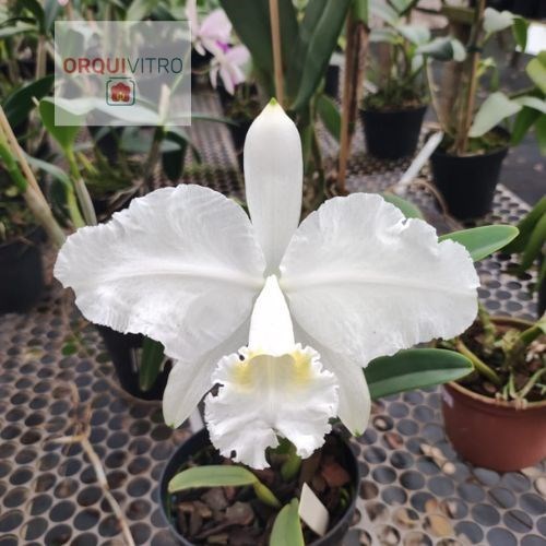 Orquídea Cattleya lueddemanniana Alba