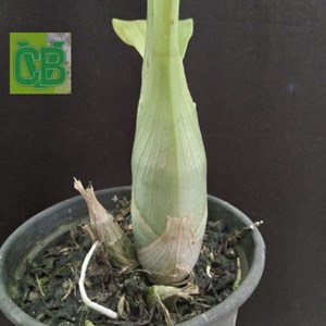 Catasetum (Alexis Pardo x ciliatum) - S7050