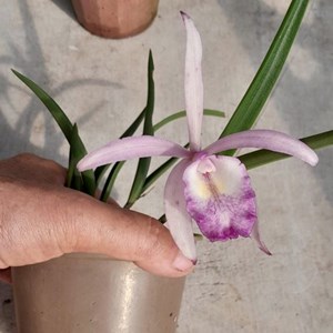 Brassavola perrini x Cattleya intermedia