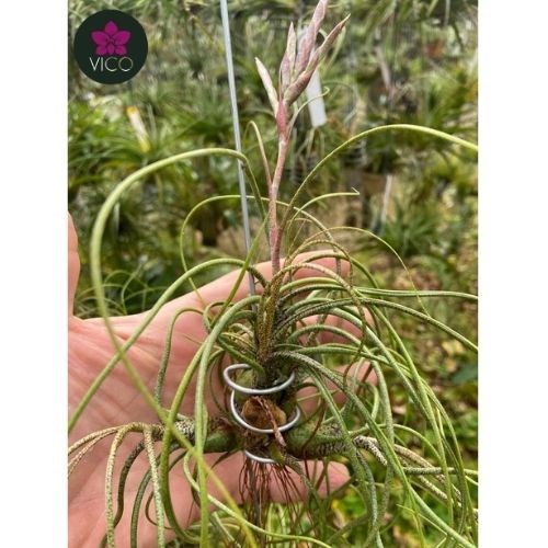 Tillandsia Butzii