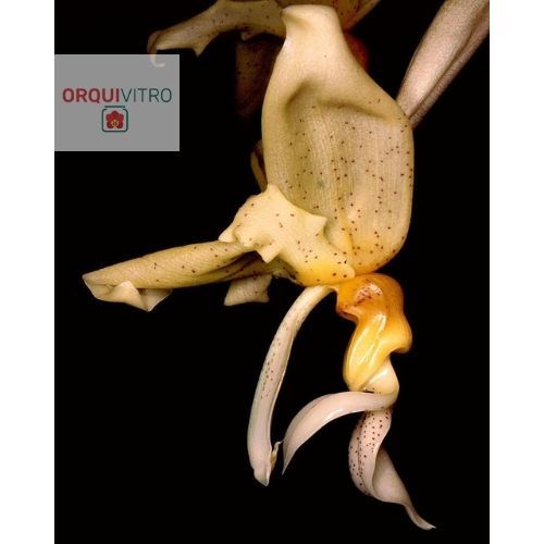 Stanhopea graveolens