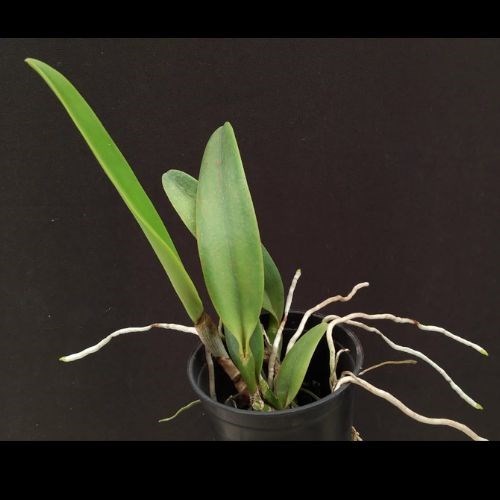 Cattleya eldorado (fantasia Rafaela x fantasia “Julio Praestan