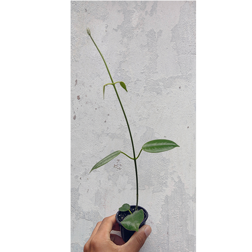 Combo das flores de cera rosadas - mudas enraizadas