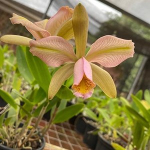Orquídea Cattleya forbesii trilabelo com flor