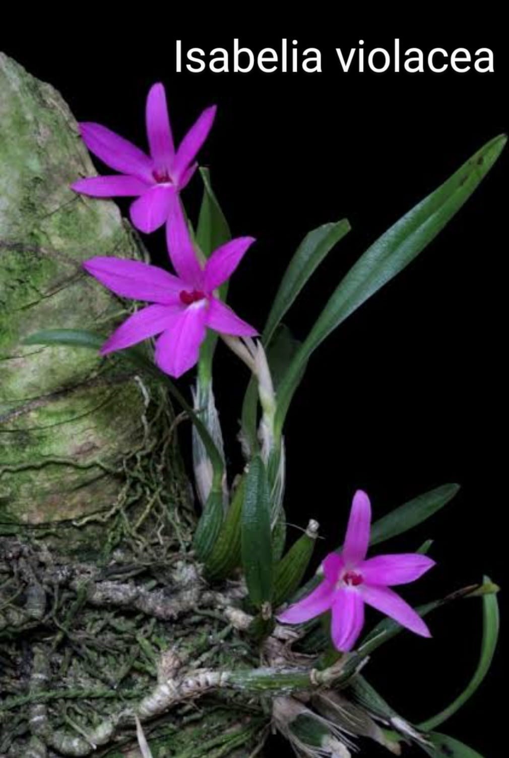 Orquídea Isabelia violacea (=Sophronitela violacea)