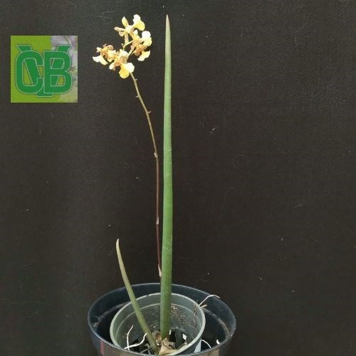 Oncidium cebolleta 