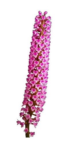 Orquídea Arpophyllum giganteum Planta Adulta ! Com Vaso !