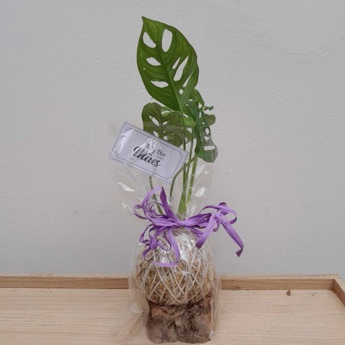 Kokedama de Monstera adsonii para presente