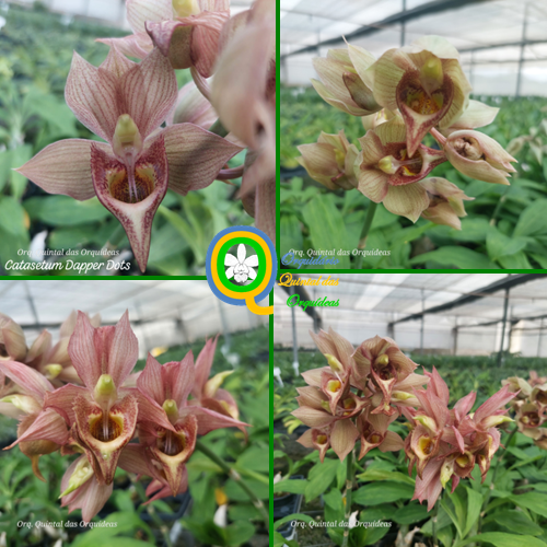 Catasetum Dapper Dots - ADULTO