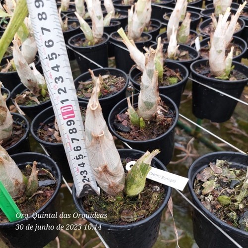 Clowesetum Cosmic Sunlight - Adulto