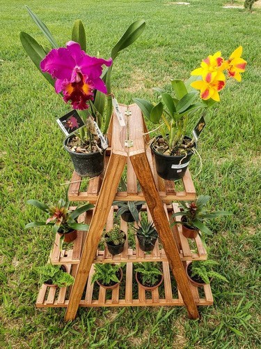 Prateleira Escada Tripla Plantas Orquídeas Suculentas Cactos