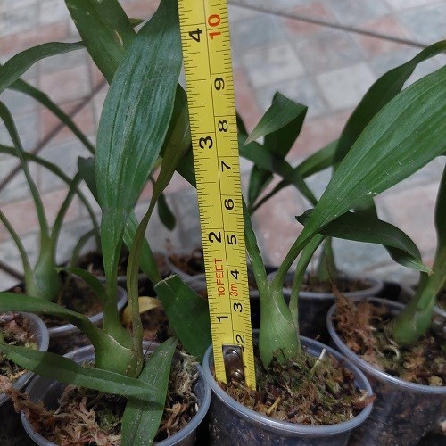 Fredclarkeara After Dark 'SVO Black Pearl' - Tamanho T2