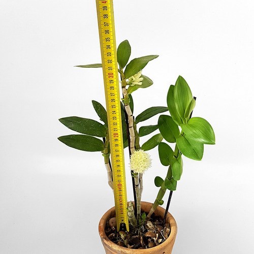 Orquídea Dendrobium purpureum Planta Adulta Flor Exótica