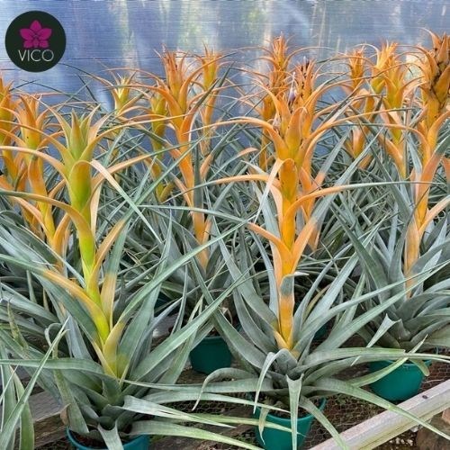 Tillandsia Captata Maia Gold (GRANDE)