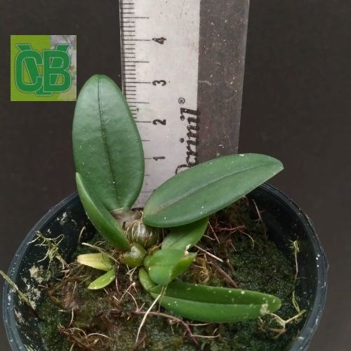 Bulbophyllum frostii 