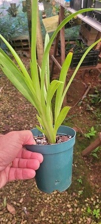 Zygopetalum maculatum x Cochleanthes amazonica 