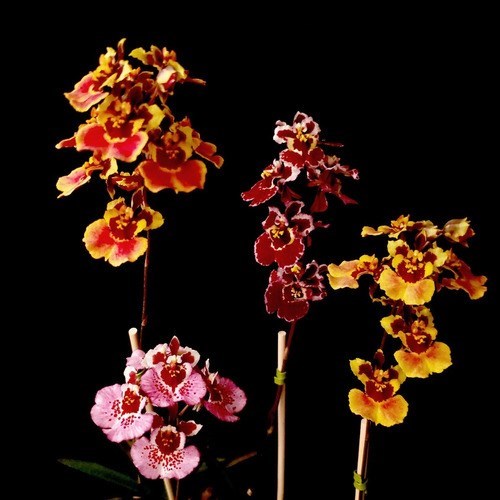 Orquídea Tolumnia Planta Adulta Cores Mistas