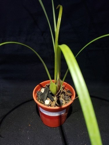 Orquidea Maxillaria tenuifolia Adulta. Cheirinho De Coco.!!!