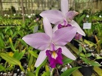 Laelia anceps Especial 