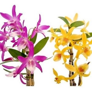 Kit 2 Orquídeas Dendrobium Stardust's ! Plantas Adultas !