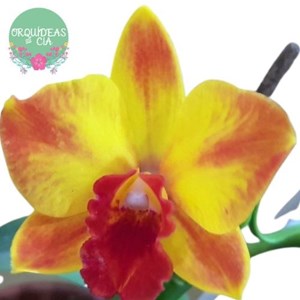 Mini Orquídea Cattleya Ayrton Senna (mini Cattleya Amarela)