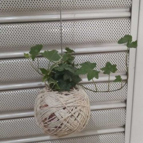 Kokedama de Folhagem Hera estrela pequena