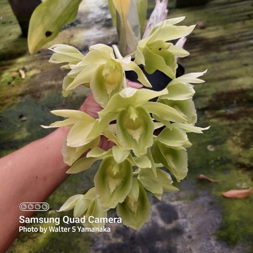 Clowesetum Black Jade - Adulto