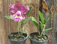 ( Cattleya chilleriana x Rlc. Durigan ) x Cattleya harrisoniana tri labelo