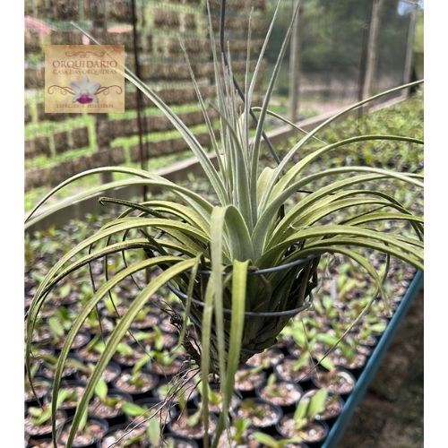 Tillandsia catimbauensis
