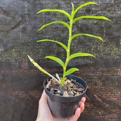 Orquídea Dendrobium primulinum 