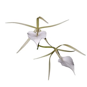 Orquídea Brassavola nodosa Planta Adulta Flor Branca Exótica