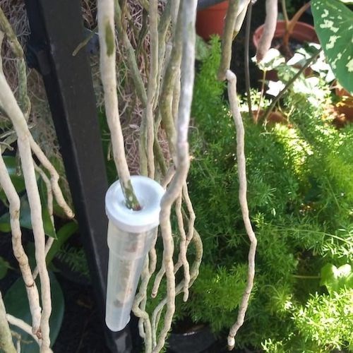 Kit com 10 Tubetes de Água para Orquídeas Aéreas (Vandas, Ascocendas)