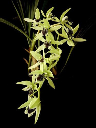 Orquídea Coelogyne pandurata Planta Adulta Flor Verde Linda