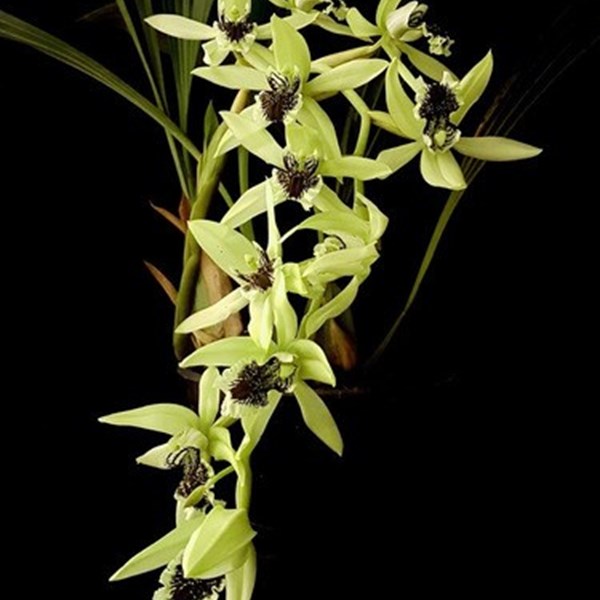 Orquídea Coelogyne pandurata Planta Adulta Flor Verde Linda - Orquiloja