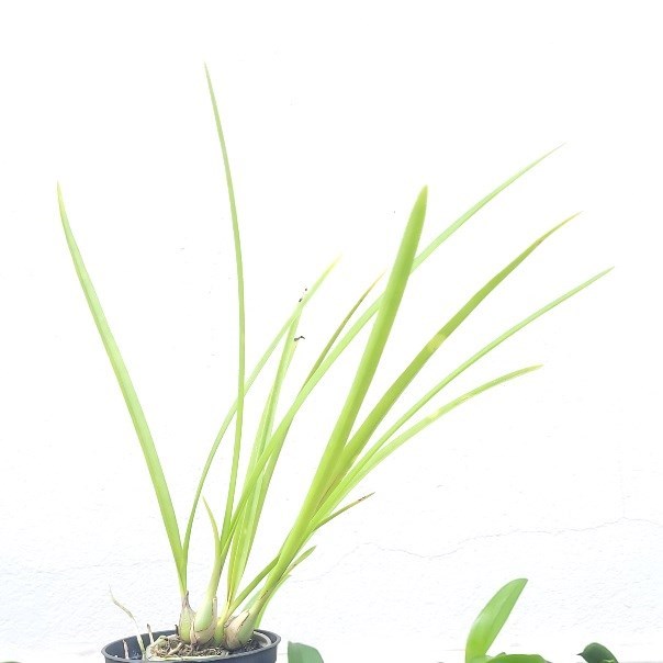 Encyclia Eugenia Schnurr