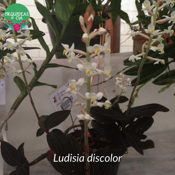 Orquidea Pipoca Ludisia Discolor Espécie - Orquiloja
