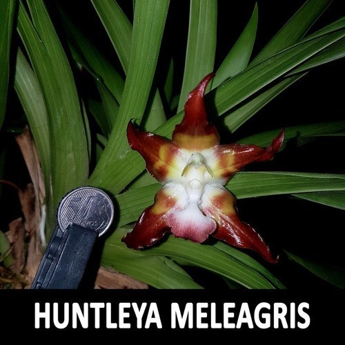 Orquídea Huntleya meleagris Planta Adulta Exótica Raridade !
