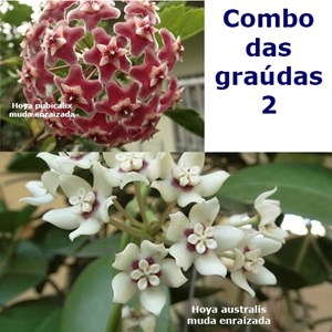 Combo das flores de cera graúdas nº 2 mudas enraizadas no pote nº 6