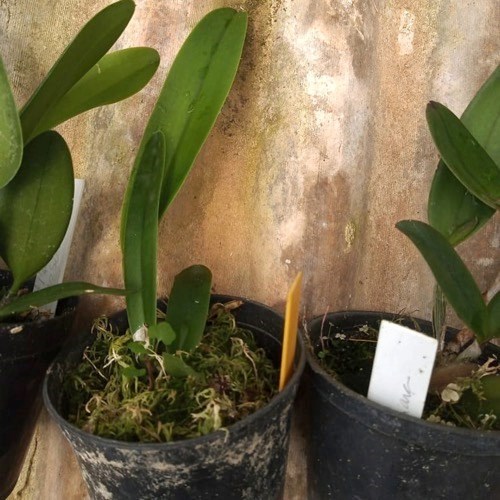 Kit 10 Mudas de Cattleya Pequenas coloridas com identificação