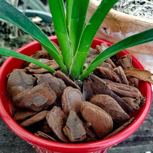 Substrato Casca De Pinus Para Plantas E Orquídeas 5 Litros