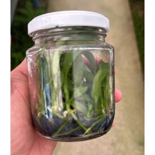 Frasco de Orquídea 33894 TRIANAE FLAMEA CALIMAN X FLAMEA CÉLIO NASCIMENTO