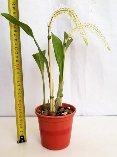 Orquídea Dendrochilum glumaceum ! Planta Adulta ! Com Vaso