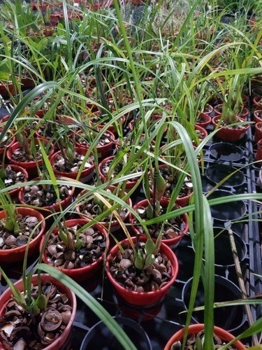 Orquidea Maxillaria tenuifolia Adulta. Cheirinho De Coco.!!!