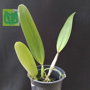 Orquídea Cattleya (labiata concolor x bowringiana alba) - S6771