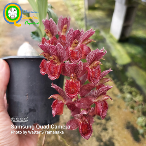 Catasetum Tupã - adulto